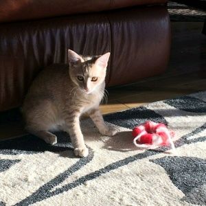 Meet your Posher, Alysha